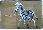 Zebra Pony