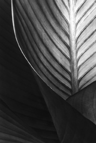Cannas A (carbon-based ink jet print)