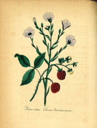 The American flora, or History of plants and wild flowers 