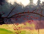 Cherries - A Zen Moment - Jean Collins (oil on canvas)