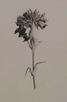 Carnation (graphite) - Marjorie Williams-Smith, 1989 (29