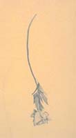 Hanging by a Thread (graphite) - Marjorie Williams-Smith, 1991