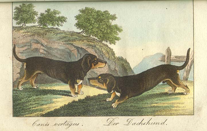 Der Dachshund 1814